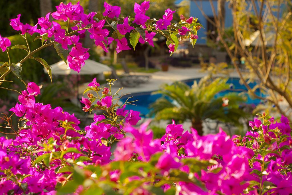 El Encanto Inn & Suites San José del Cabo Buitenkant foto